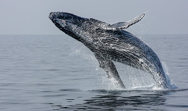 saltwater-shores-whale-jumping-600-356